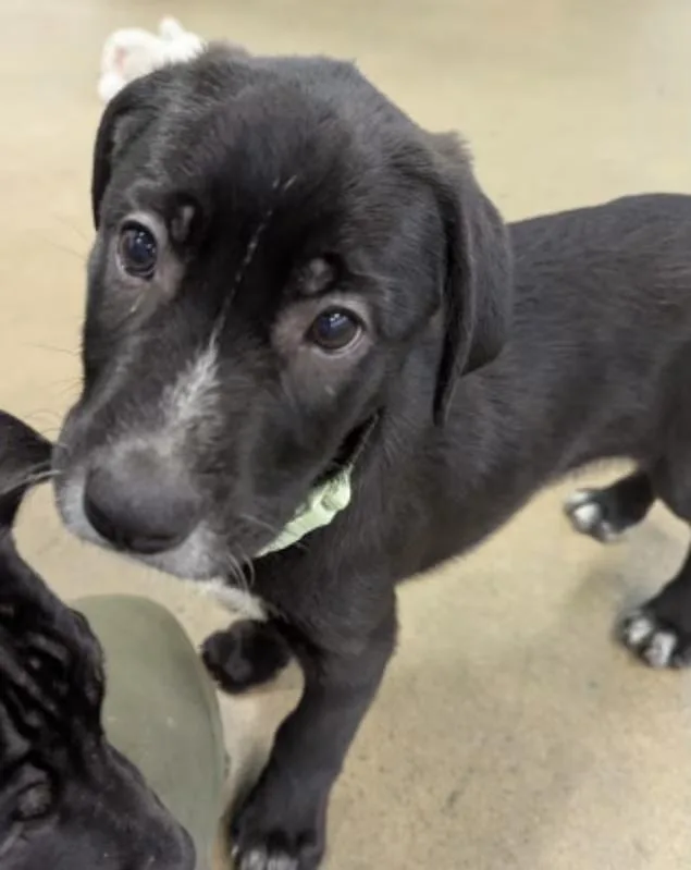 A baby medium-sized female Black Boxer dog named Moose for adoption in Morganton, NC