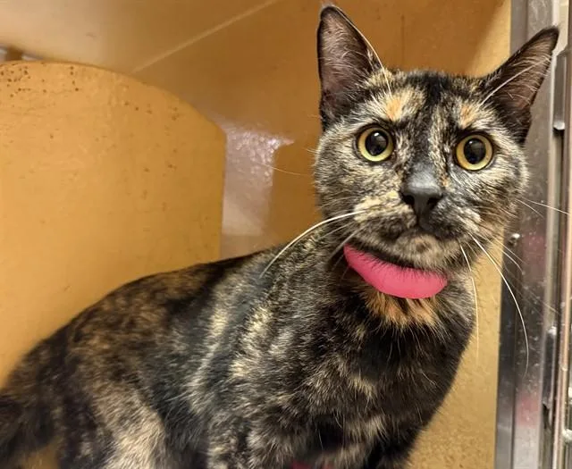A young medium-sized female Domestic Short Hair cat named Dior for adoption in Saint Louis, MO