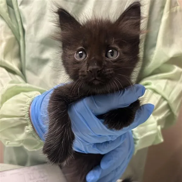 A baby small-sized female Domestic Medium Hair cat named Claudia for adoption in Tempe, AZ