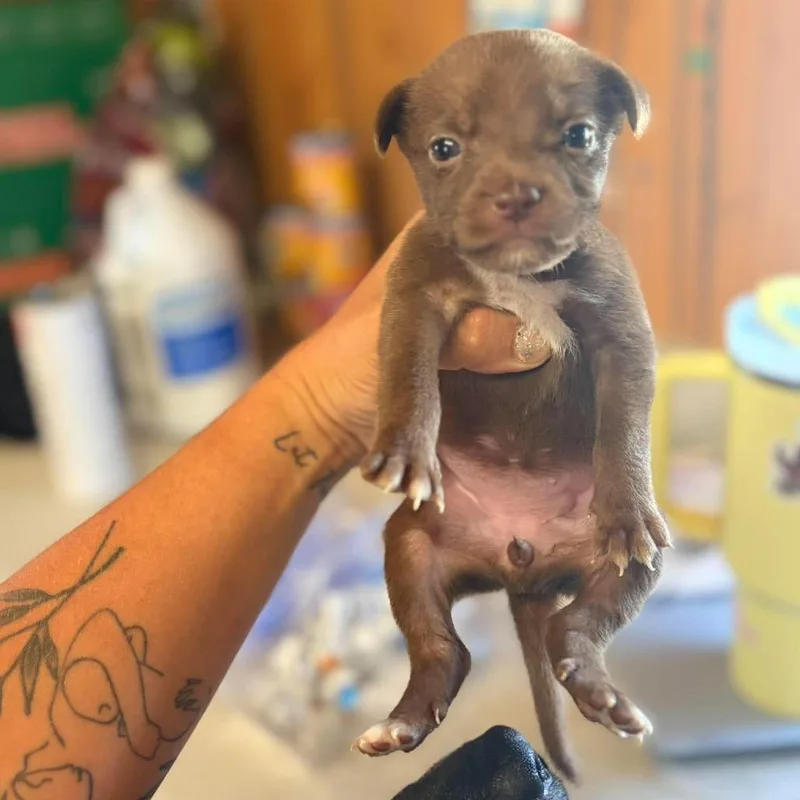 A baby small-sized female Mixed Breed dog named Stalia for adoption in North Myrtle Beach, SC