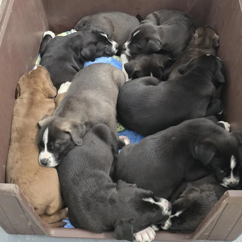 A baby small-sized male Black Mixed Breed dog named Chunks for adoption in Grand Rapids, MI