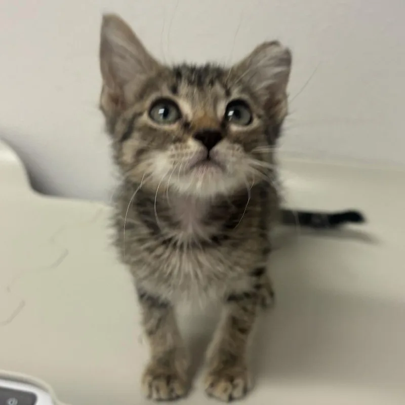 A baby small-sized female Domestic Short Hair cat named Kurai for adoption in Edinburg, TX