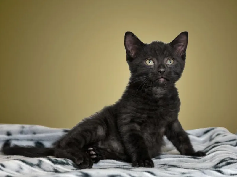 A baby small-sized male Domestic Short Hair cat named Erebus for adoption in Santa Fe, NM