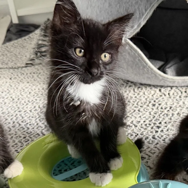 A baby medium-sized female Black & White / Tuxedo Domestic Medium Hair cat named Kinder for adoption in Candler, NC