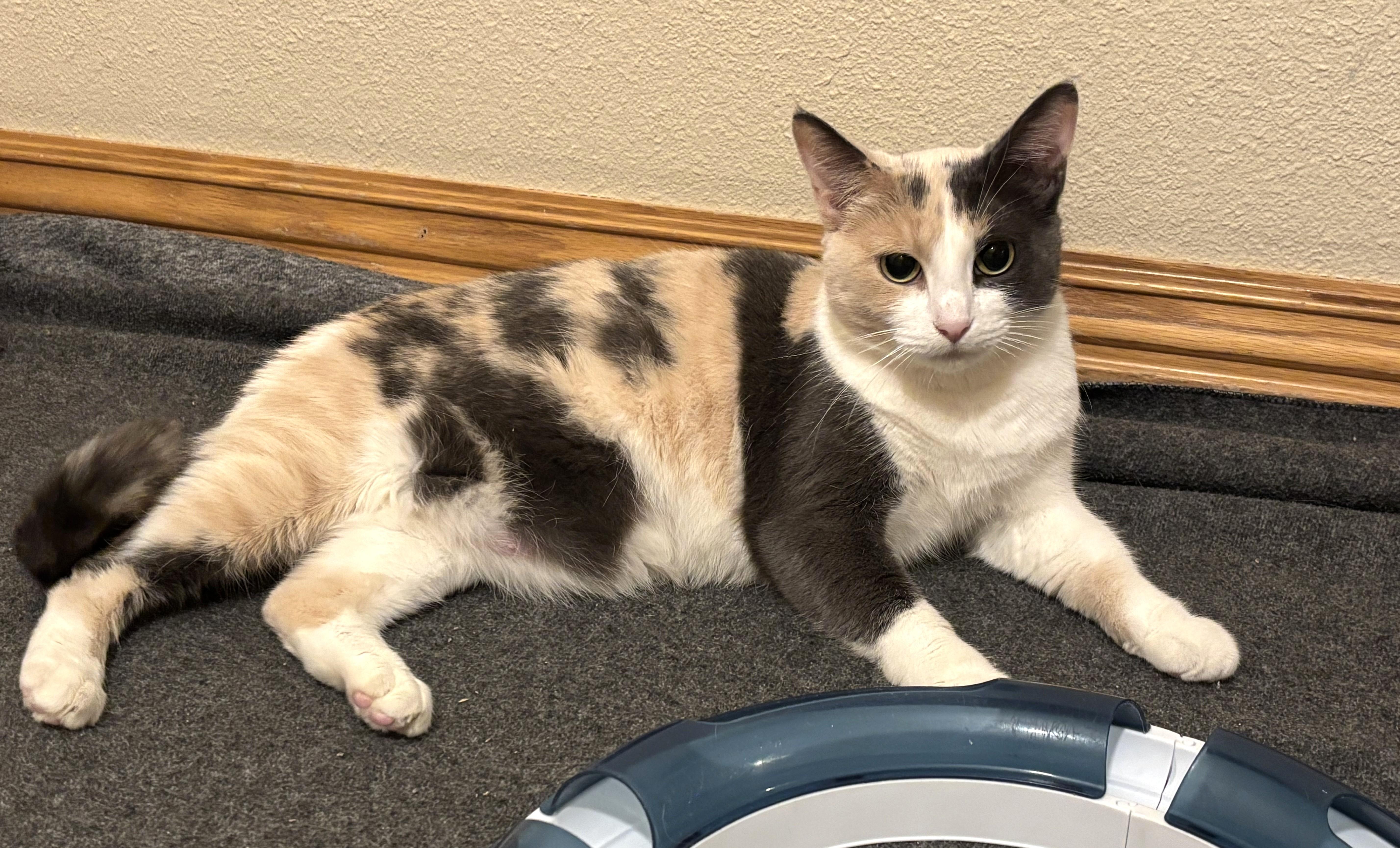 An adult medium-sized female Domestic Short Hair cat named Pebbles for adoption in Bentonville, AR