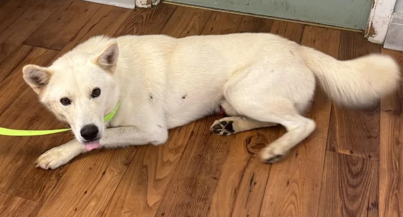 A young large-sized male Husky dog named Banks for adoption in Fayetteville, TN