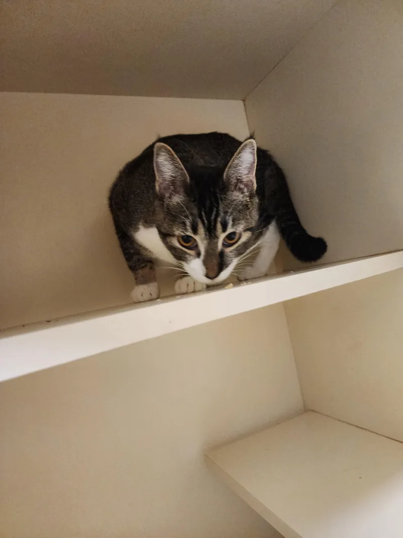 A young medium-sized female Domestic Short Hair cat named B And D for adoption in Ridgecrest, CA