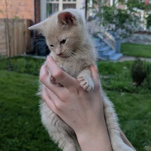 A baby small-sized male Orange / Red Domestic Short Hair cat named Finch for adoption in Johnstown, PA