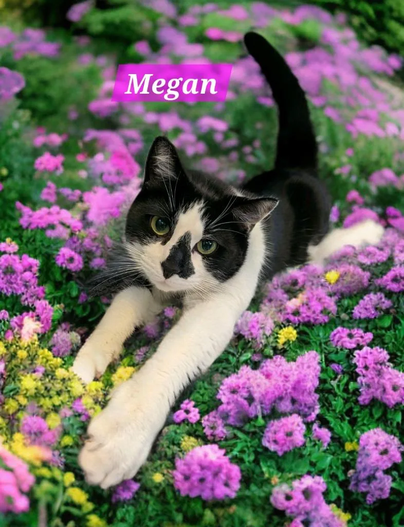 An adult medium-sized female Domestic Short Hair cat named Megan for adoption in Jim Thorpe, PA