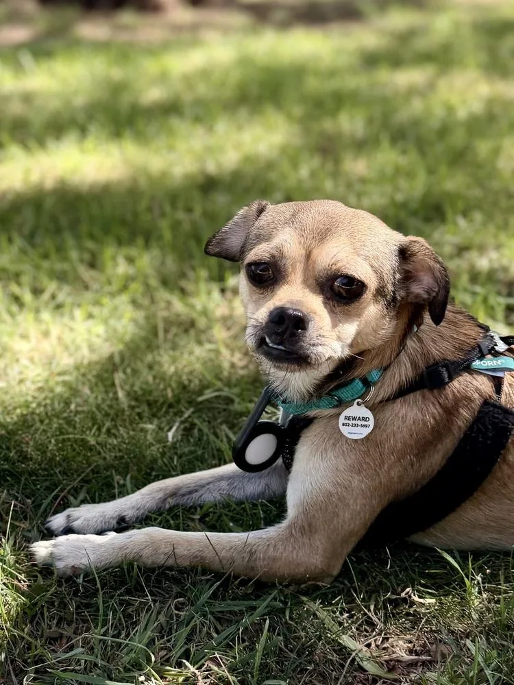 A young small-sized male Chihuahua dog named Yoshi for adoption in Los Angeles, CA
