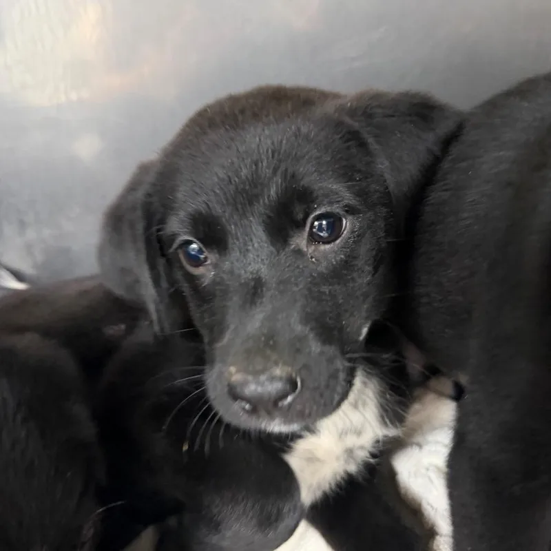 A baby small-sized female Black Labrador Retriever dog named Lilly for adoption in Parrish, AL
