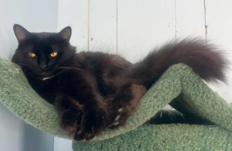A young medium-sized female Black Domestic Medium Hair cat named Wednesday for adoption in Lancaster, CA