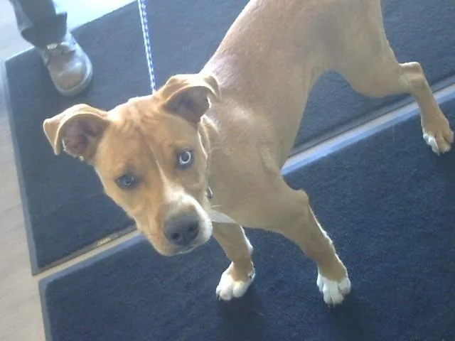 A young medium-sized male Pit Bull Terrier dog named Grimes for adoption in Toledo, OH