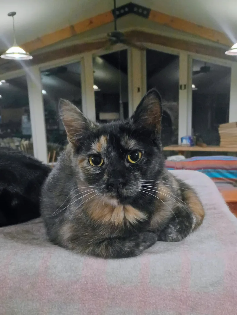 A baby small-sized female Domestic Short Hair cat named Delight for adoption in Buhl, ID