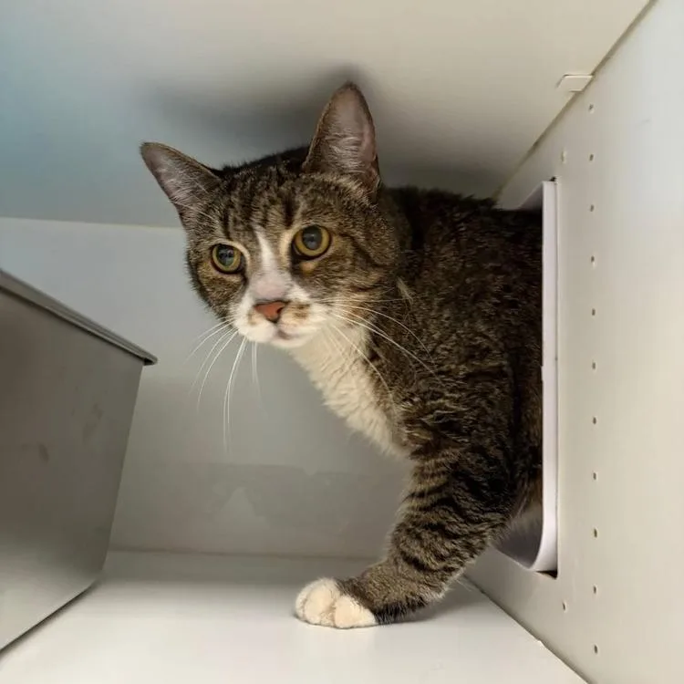 A young small-sized male Brown / Chocolate Domestic Short Hair cat named Mason for adoption in Long Island City, NY