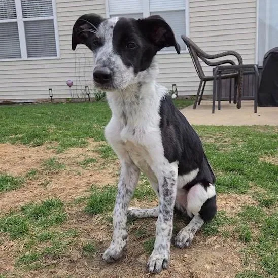 A baby medium-sized female White / Cream Border Collie dog named Thistle for adoption in LEMONT, IL