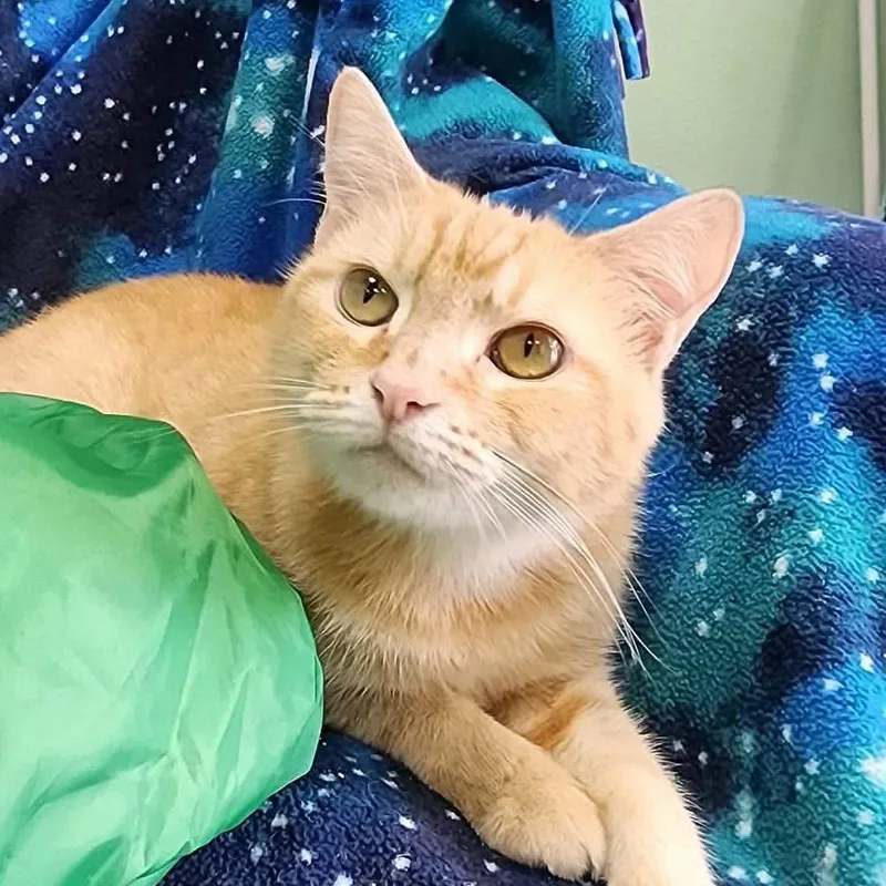 A young medium-sized female Domestic Short Hair cat named Lenora for adoption in Shinnston, WV