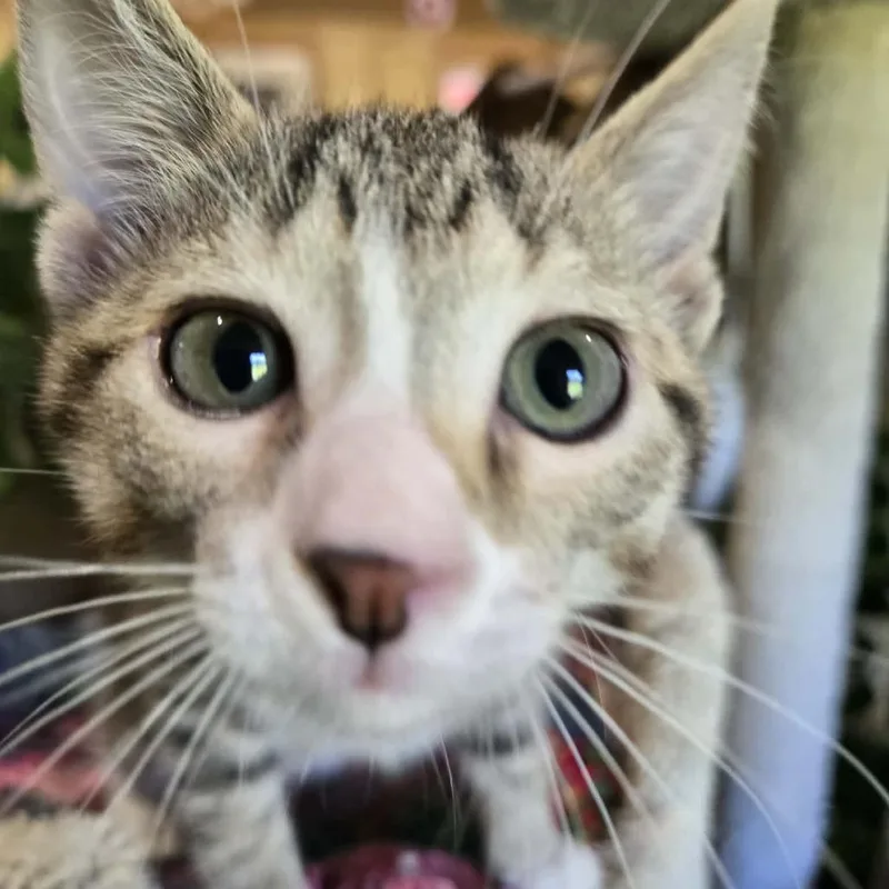 A baby small-sized male Brown / Chocolate Domestic Short Hair cat named Chuck for adoption in Park Falls, WI