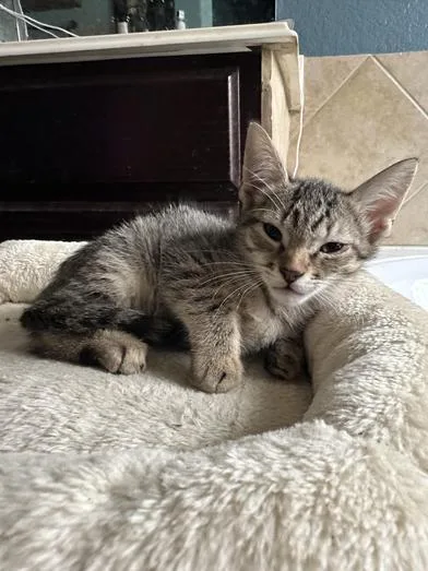 A baby small-sized female Tabby (Brown / Chocolate) Domestic Short Hair cat named Penni for adoption in Liverpool, TX