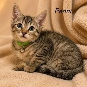 Penni thumbnail 3