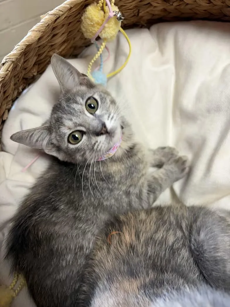 A baby medium-sized female Tabby (Gray / Blue / Silver) Domestic Short Hair cat named Stella for adoption in Greensboro, NC