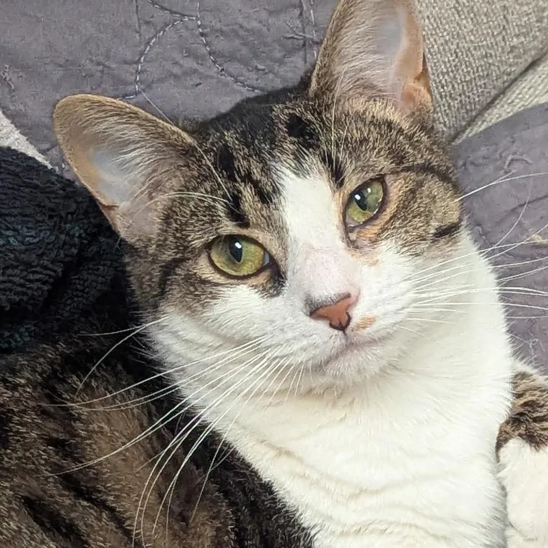 A young small-sized male Brown / Chocolate Domestic Short Hair cat named Milo for adoption in Ashland, VA
