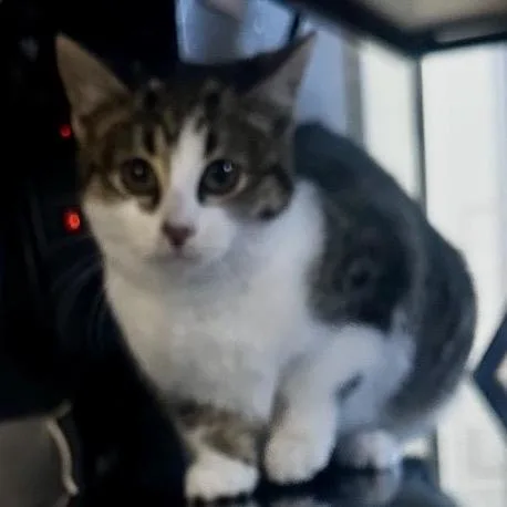 Milo thumbnail 2