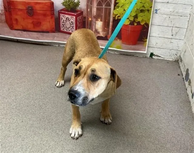 A young small-sized female Pit Bull Terrier dog named Hilda for adoption in San Bernardino, CA