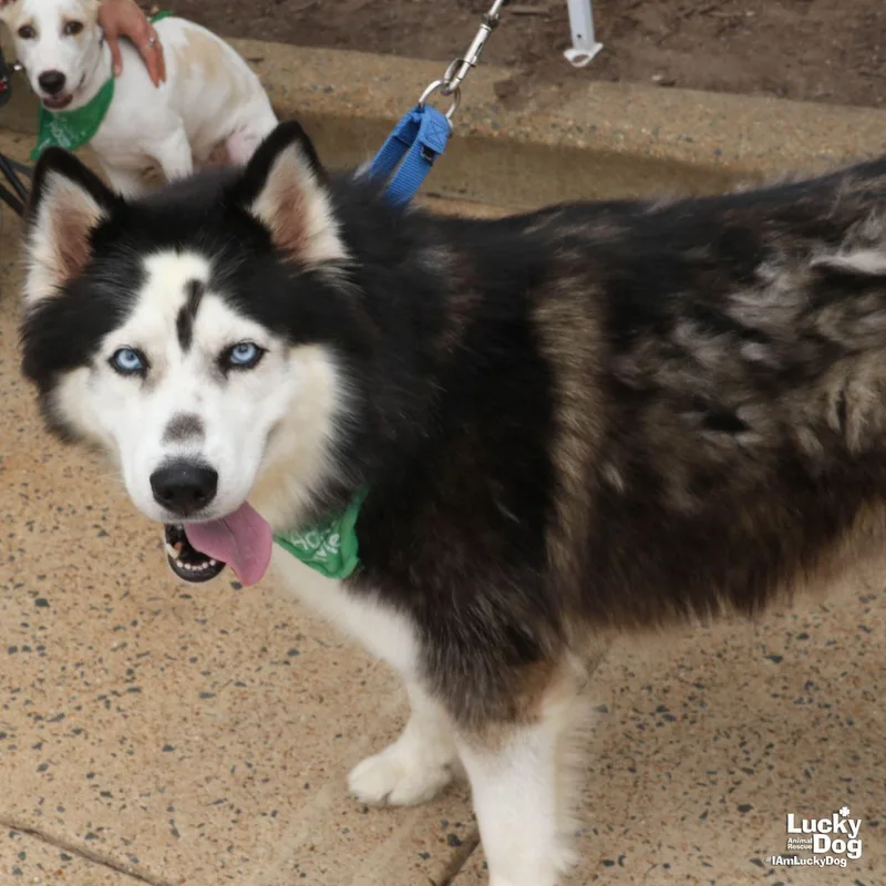 A young large-sized female Husky dog named Catalina for adoption in Washington, DC