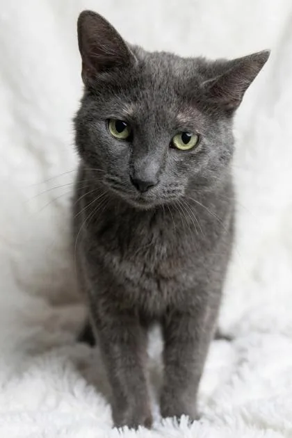 An adult medium-sized female Domestic Short Hair cat named Tessa for adoption in Bedford, IN