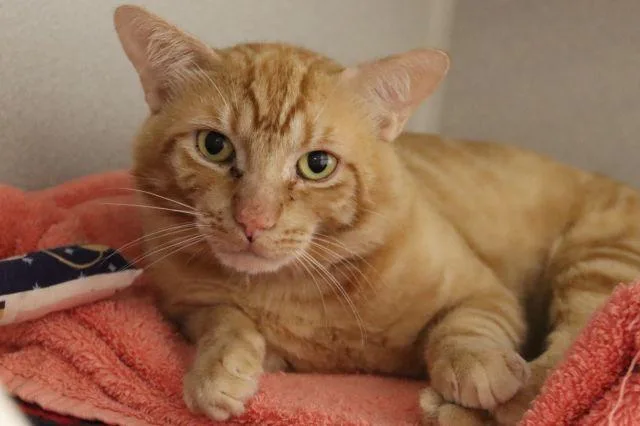An adult small-sized male Domestic Short Hair cat named Jackpot for adoption in Tucson, AZ