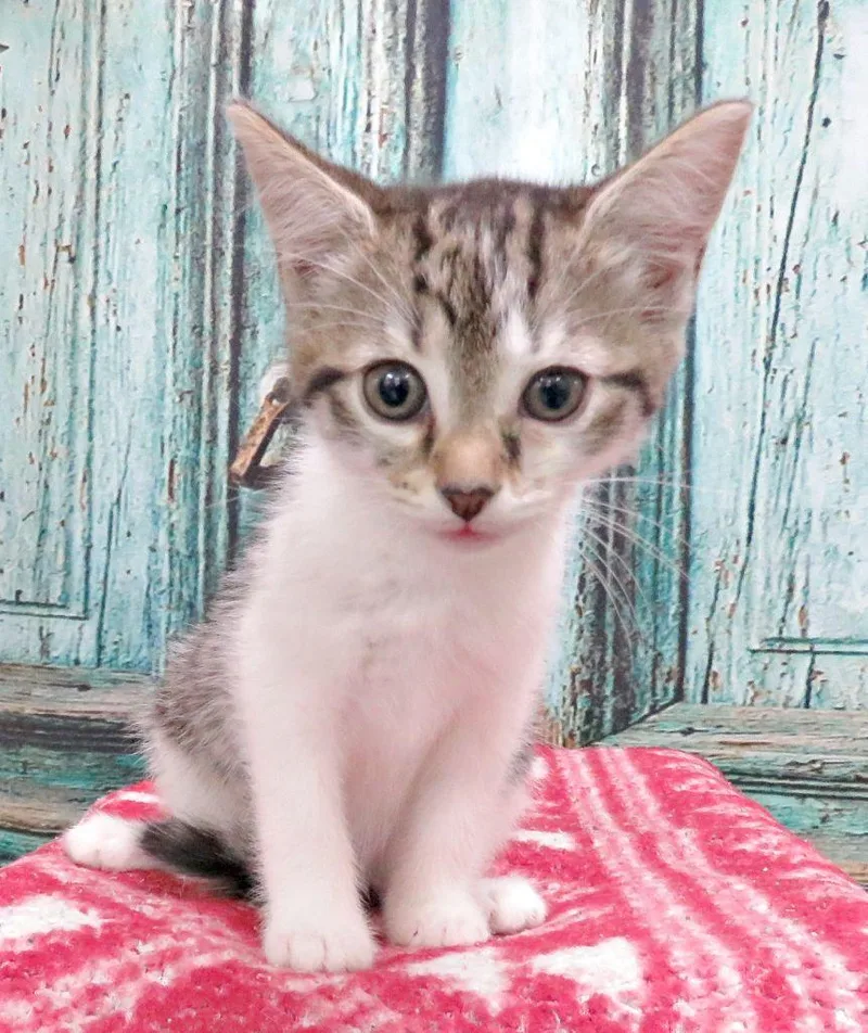 A baby medium-sized female Tabby (Brown / Chocolate) Domestic Short Hair cat named Cassie for adoption in Lexington, VA