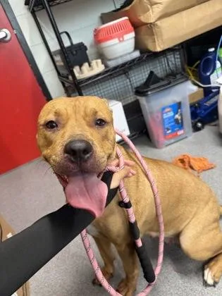 An adult medium-sized female Mixed Breed dog named Daisy for adoption in West Chester, PA