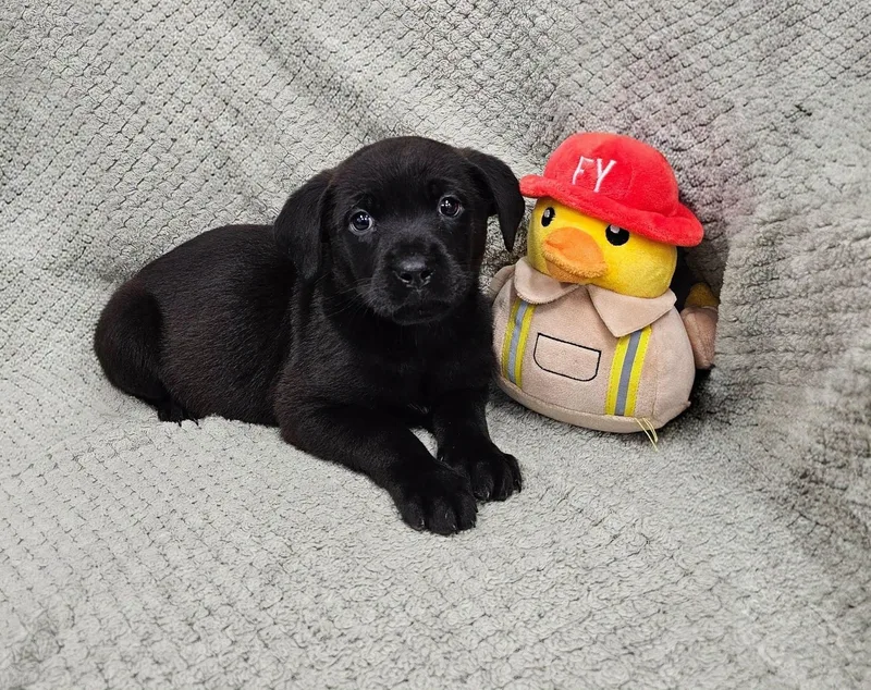 A baby large-sized female Black Rottweiler dog named Jill for adoption in East Sparta, OH