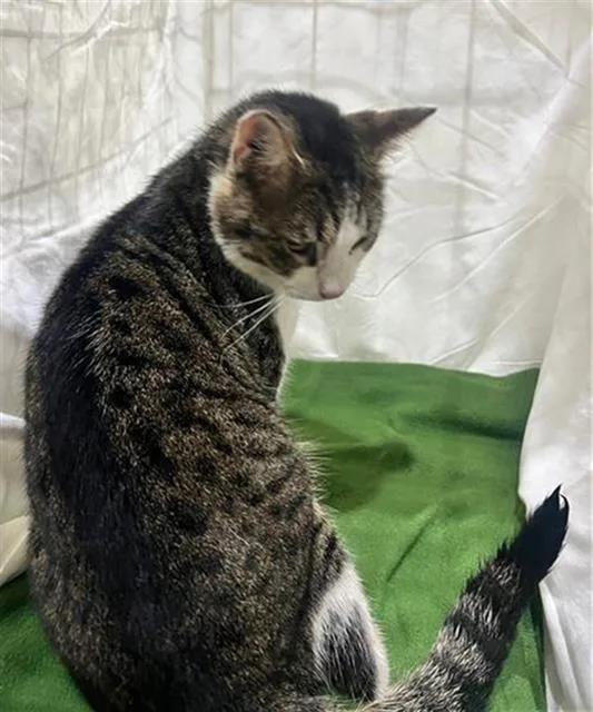 A young medium-sized male Domestic Short Hair cat named Tofu for adoption in Winter Haven, FL