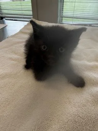 A baby small-sized male Domestic Medium Hair cat named Charmander for adoption in Lafayette, IN