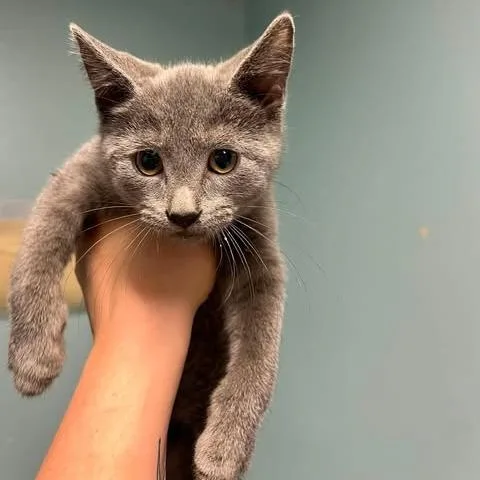 A baby medium-sized male Gray / Blue / Silver Domestic Short Hair cat named Mr. Grey for adoption in Edwardsville, IL