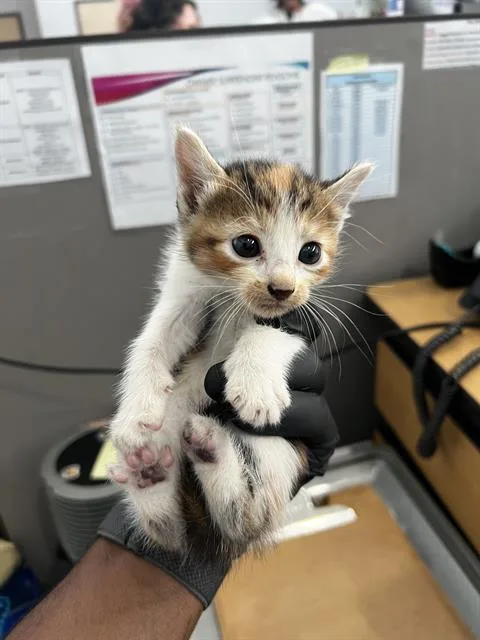 A baby medium-sized female Domestic Medium Hair cat named Fig for adoption in Dallas, TX