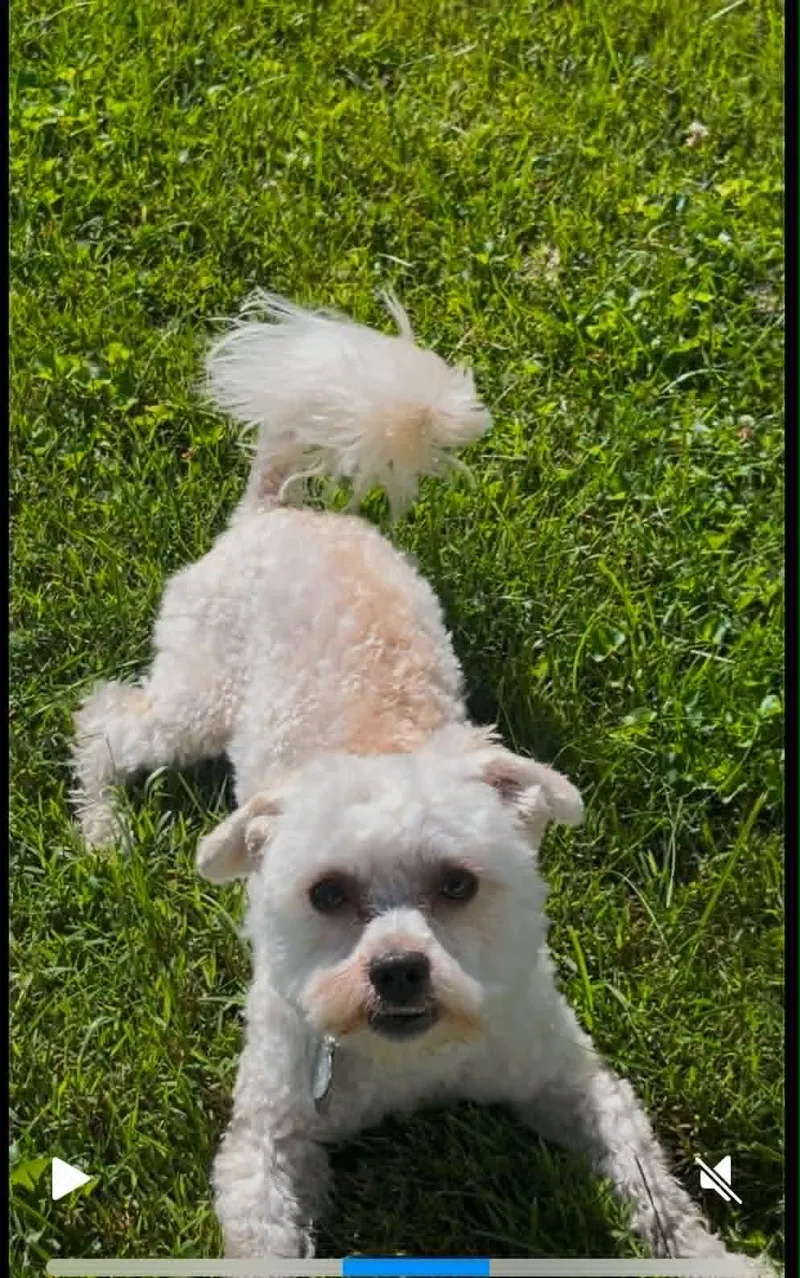 Ollie