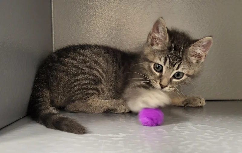 A baby medium-sized male Tabby (Gray / Blue / Silver) Domestic Short Hair cat named Dock for adoption in Grayslake, IL