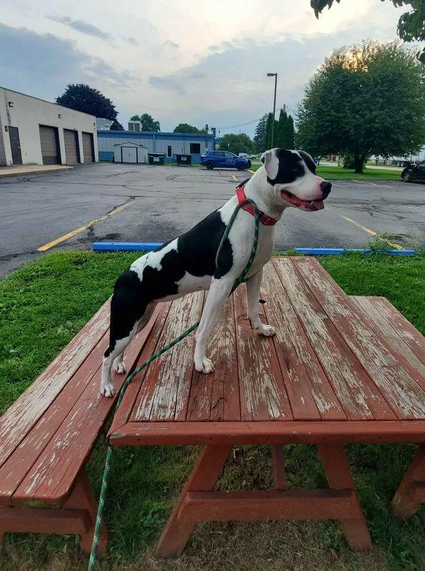 An adult medium-sized female Black Pit Bull Terrier dog named Alora for adoption in Williamsport, PA