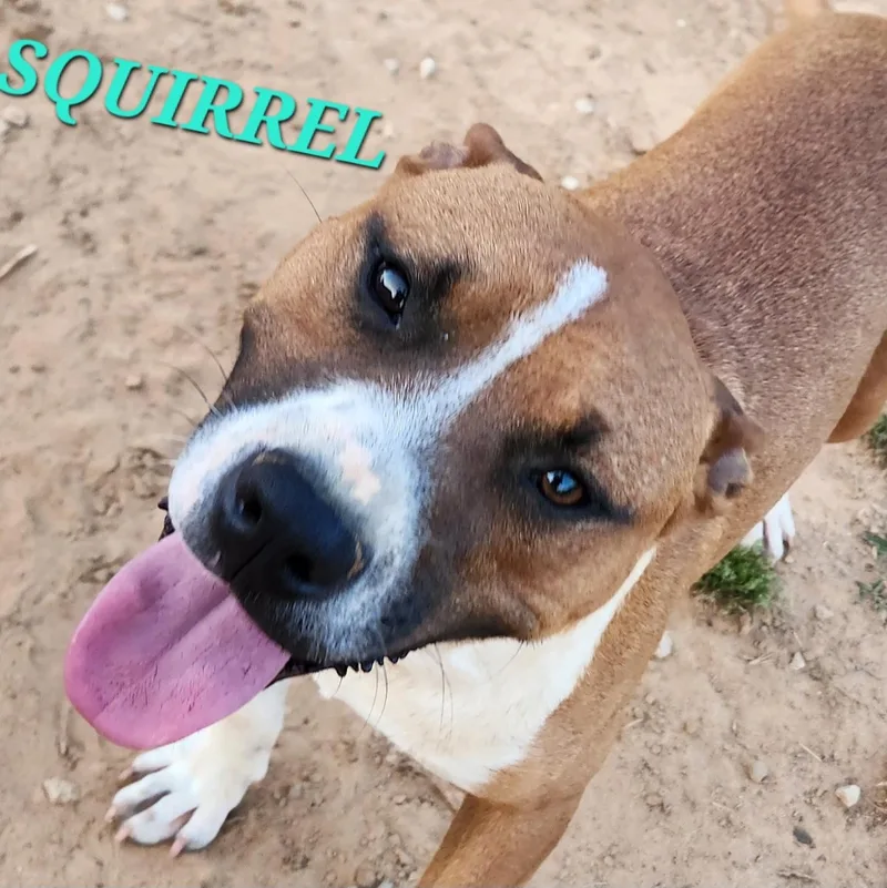 A baby medium-sized male Tricolor (Brown, Black, & White) Boxer dog named Squirrel for adoption in Andover, MA
