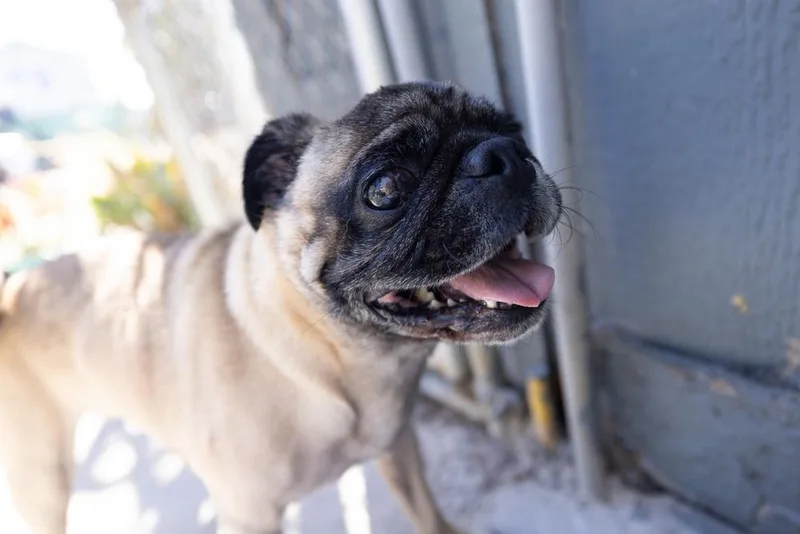 Pugsley