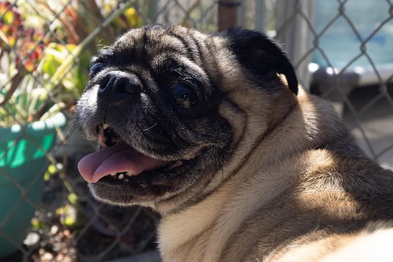 Pugsley thumbnail 2
