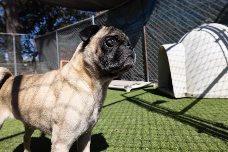 Pugsley thumbnail 3
