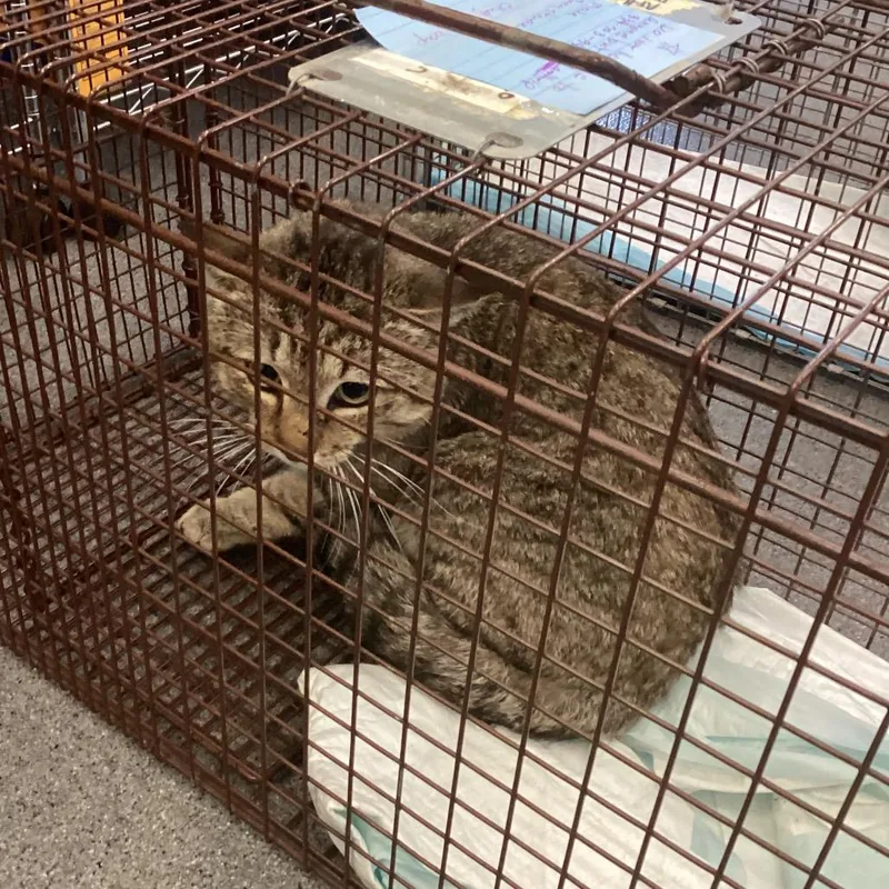 An adult small-sized male Gray / Blue / Silver Domestic Short Hair cat named Chief Grayboys for adoption in Montgomery, AL