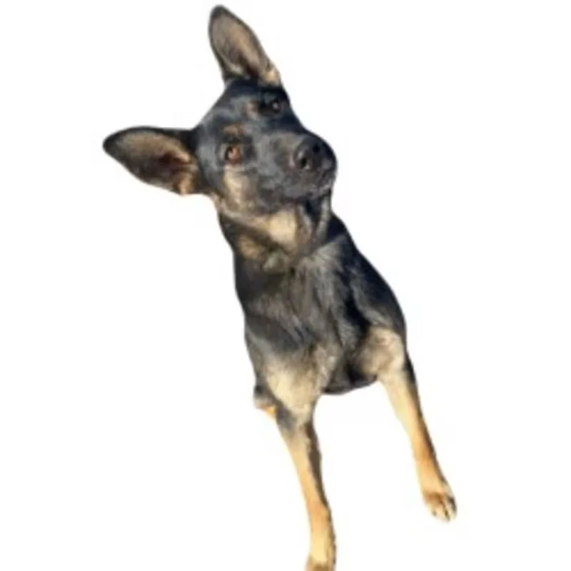 A young medium-sized female German Shepherd Dog dog named Aspen for adoption in Red Bluff, CA