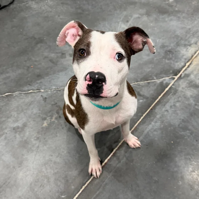 A young medium-sized female Brindle Pit Bull Terrier dog named Pansy for adoption in Fairmont, WV