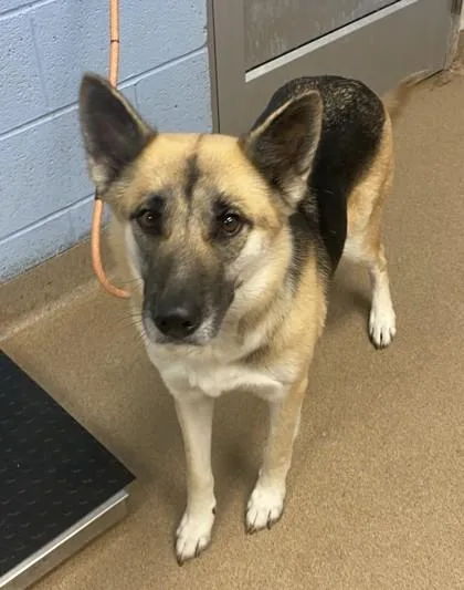 An adult large-sized female Mixed Breed dog named Reverie for adoption in Chamblee, GA