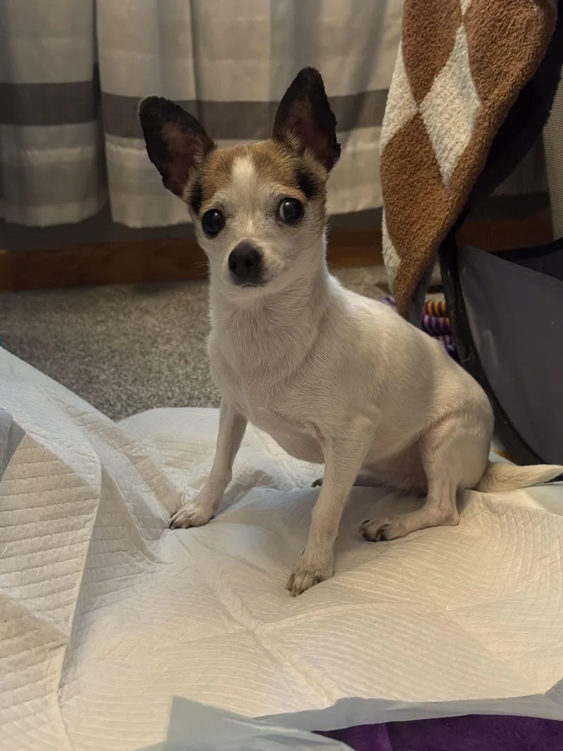 An adult small-sized female Tricolor (Brown, Black, & White) Chihuahua dog named Carmela for adoption in Windom, MN